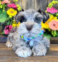 Dusty , a male Miniature Schnauzer for sale in Bristol, VA – 9 of 10
