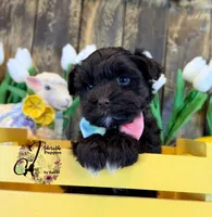 Ledger, a male Miniature Schnauzer for sale in Bristol, VA – Photo 2 of 10