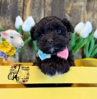 Ledger, a male Miniature Schnauzer for sale in Bristol, VA – Photo 4 of 10