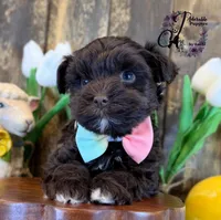 Ledger, a male Miniature Schnauzer for sale in Bristol, VA – Photo 9 of 10