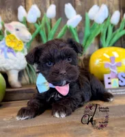Ledger, a male Miniature Schnauzer for sale in Bristol, VA – Photo 3 of 10