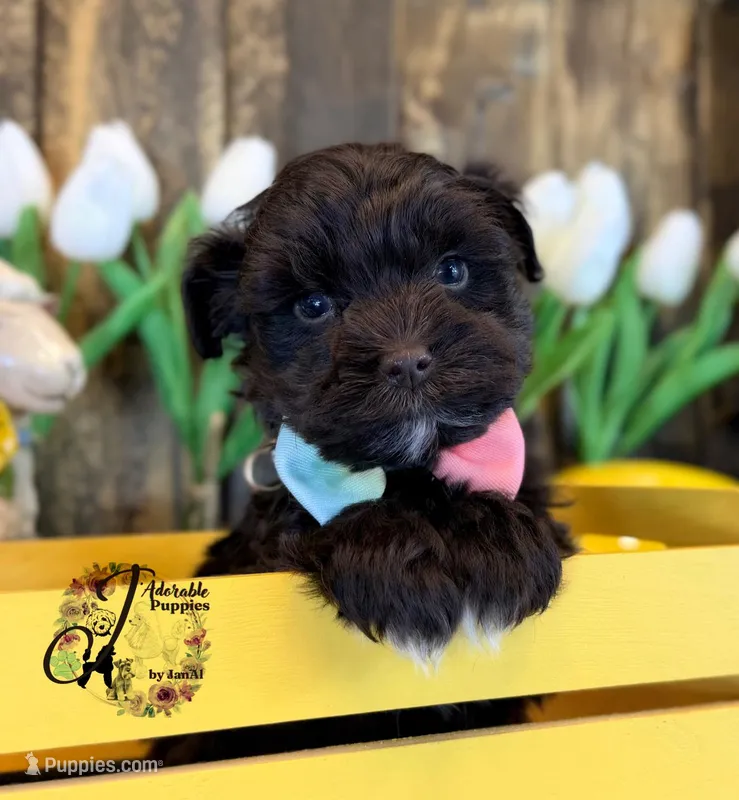 Ledger – Miniature Schnauzer puppy for sale in Bristol, VA