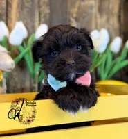 Ledger, a male Miniature Schnauzer for sale in Bristol, VA – Photo 1 of 10