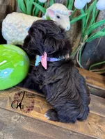 Ledger, a male Miniature Schnauzer for sale in Bristol, VA – Photo 7 of 10