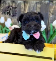 Ledger, a male Miniature Schnauzer for sale in Bristol, VA – Photo 5 of 10