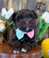 Ledger, a male Miniature Schnauzer for sale in Bristol, VA – Photo 8 of 10