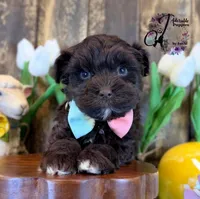 Ledger, a male Miniature Schnauzer for sale in Bristol, VA – Photo 10 of 10