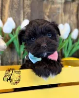 Ledger, a male Miniature Schnauzer for sale in Bristol, VA – Photo 6 of 10