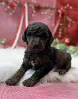 Titan, a male Poodle - Multi-Colored Standard for sale in Bristol, VA – Photo 1 of 3