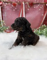 Titan, a male Poodle - Multi-Colored Standard for sale in Bristol, VA – Photo 3 of 3