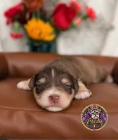 Martha May, a female Miniature Schnauzer for sale in Bristol, VA – 2 of 10
