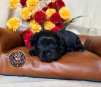 Faith, a female Miniature Schnauzer for sale in Bristol, VA – 6 of 10