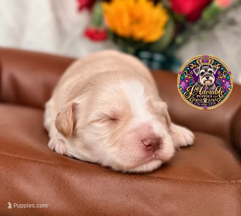 Cindy Lou – Miniature Schnauzer puppy for sale in Bristol, VA