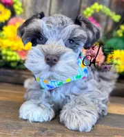 Dusty , a male Miniature Schnauzer for sale in Bristol, VA – 8 of 10