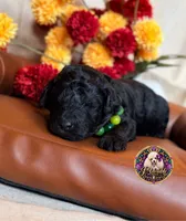 Hershey, a male Poodle - Toy  and Poodle - Miniature  for sale in Bristol, VA – 6 of 10