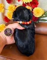 Faith, a female Miniature Schnauzer for sale in Bristol, VA – 5 of 10