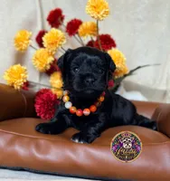 Faith, a female Miniature Schnauzer for sale in Bristol, VA – 10 of 10