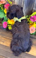 Ledger, a male Miniature Schnauzer for sale in Bristol, VA – 9 of 10