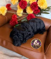 Hershey, a male Poodle - Toy  and Poodle - Miniature  for sale in Bristol, VA – 5 of 10