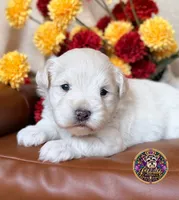 Peace, a male Miniature Schnauzer for sale in Bristol, VA – 10 of 10