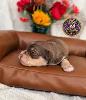 Martha May, a female Miniature Schnauzer for sale in Bristol, VA – 8 of 10