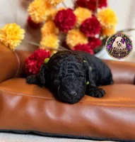 Blueberry , a male Poodle - Toy  and Poodle - Miniature  for sale in Bristol, VA – 3 of 10