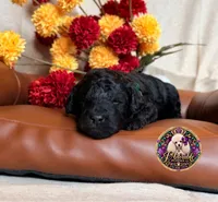 Hershey, a male Poodle - Toy  and Poodle - Miniature  for sale in Bristol, VA – 3 of 10