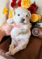 Peace, a male Miniature Schnauzer for sale in Bristol, VA – 4 of 10