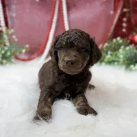 Aspen, a male Poodle - Standard  for sale in Bristol, VA – Photo 10 of 10