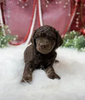 Aspen, a male Poodle - Standard  for sale in Bristol, VA – Photo 10 of 10