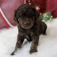 Aspen, a male Poodle - Standard  for sale in Bristol, VA – Photo 5 of 10