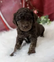 Aspen, a male Poodle - Standard  for sale in Bristol, VA – Photo 5 of 10
