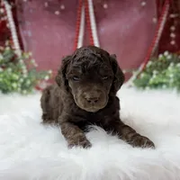 Aspen, a male Poodle - Standard  for sale in Bristol, VA – Photo 8 of 10