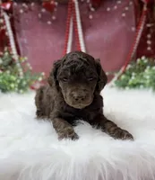 Aspen, a male Poodle - Standard  for sale in Bristol, VA – Photo 8 of 10