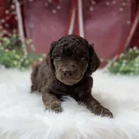 Aspen, a male Poodle - Standard  for sale in Bristol, VA – Photo 9 of 10