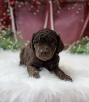 Aspen, a male Poodle - Standard  for sale in Bristol, VA – Photo 1 of 10