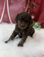 Aspen, a male Poodle - Standard  for sale in Bristol, VA – Photo 7 of 10