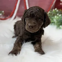 Aspen, a male Poodle - Standard  for sale in Bristol, VA – Photo 2 of 10