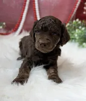 Aspen, a male Poodle - Standard  for sale in Bristol, VA – Photo 2 of 10