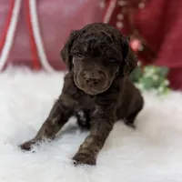 Aspen, a male Poodle - Standard  for sale in Bristol, VA – Photo 4 of 10