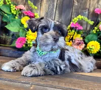 Dakota, a male Miniature Schnauzer for sale in Bristol, VA – 5 of 10