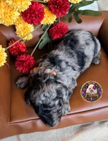 Apple, a female Poodle - Toy  and Poodle - Miniature  for sale in Bristol, VA – 5 of 10