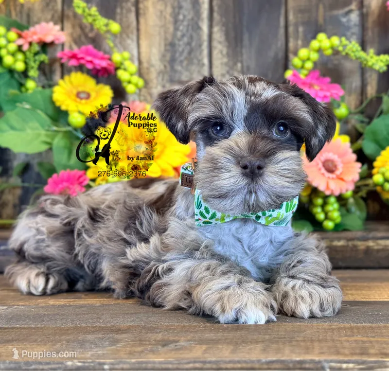 Dakota – Miniature Schnauzer puppy for sale in Bristol, VA
