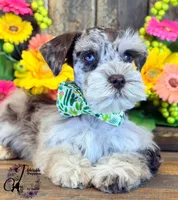 Banks, a male Miniature Schnauzer for sale in Bristol, VA – 4 of 10