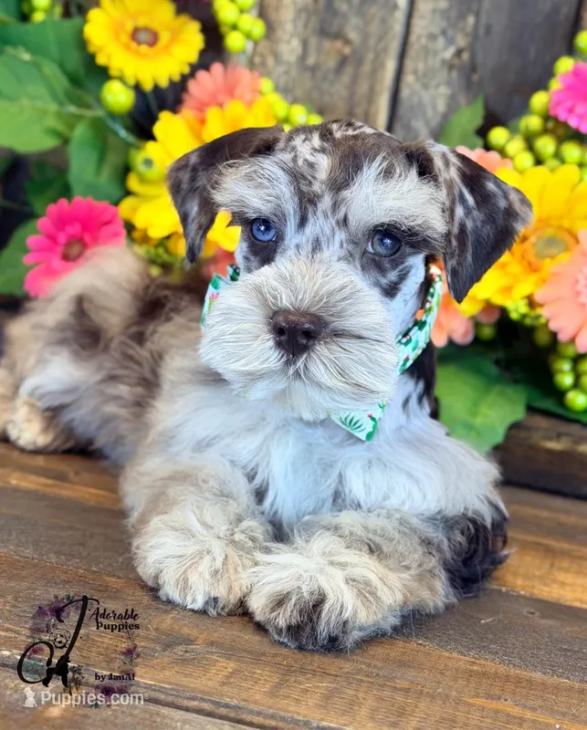 Banks – Miniature Schnauzer puppy for sale in Bristol, VA