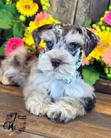 Banks, a male Miniature Schnauzer for sale in Bristol, VA – 1 of 10