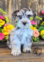 Banks, a male Miniature Schnauzer for sale in Bristol, VA – 5 of 10