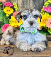 Banks, a male Miniature Schnauzer for sale in Bristol, VA – 9 of 10