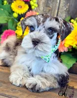 Banks, a male Miniature Schnauzer for sale in Bristol, VA – 6 of 10