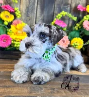 Banks, a male Miniature Schnauzer for sale in Bristol, VA – 7 of 10